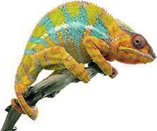 chameleon